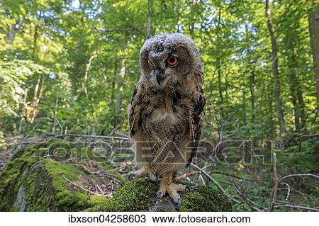 Stock Image - Uhu, (Bubo bubo), adult auf Warte im Wald, Kasselburg, Eifel, Deutschland, Europa. Fotosearch
