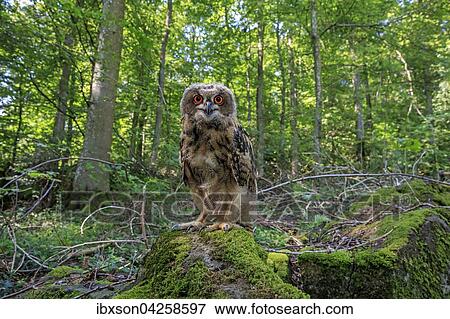 Uhu, (Bubo bubo), adult auf Warte im Wald, Kasselburg, Eifel, Deutschland, Europa View Large Photo Image Stock Photo - Uhu, (Bubo bubo), adult auf Warte im Wald, Kasselburg, Eifel, Deutschland, Europa. Fotosearch