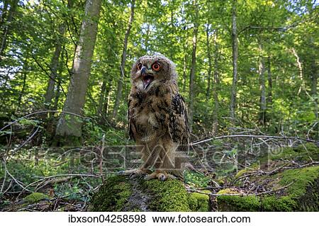 Uhu, (Bubo bubo), adult auf Warte im Wald rufend, Kasselburg, Eifel, Deutschland, Europa View Large Photo Image Stock Photo - Uhu, (Bubo bubo), adult auf Warte im Wald rufend, Kasselburg, Eifel, Deutschland, Europa. Fotosearch