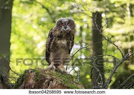 Uhu, (Bubo bubo), adult auf Warte im Wald, Kasselburg, Eifel, Deutschland, Europa View Large Photo Image Stock Photography - Uhu, (Bubo bubo), adult auf Warte im Wald, Kasselburg, Eifel, Deutschland, Europa. Fotosearch