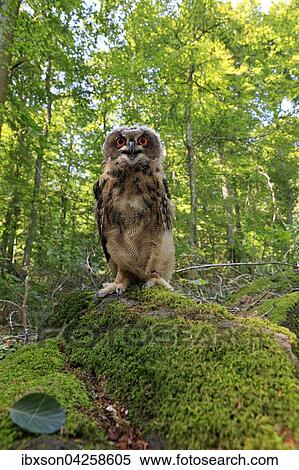 Uhu, (Bubo bubo), adult auf Warte im Wald, Kasselburg, Eifel, Deutschland, Europa View Large Photo Image Stock Photography - Uhu, (Bubo bubo), adult auf Warte im Wald, Kasselburg, Eifel, Deutschland, Europa. Fotosearch