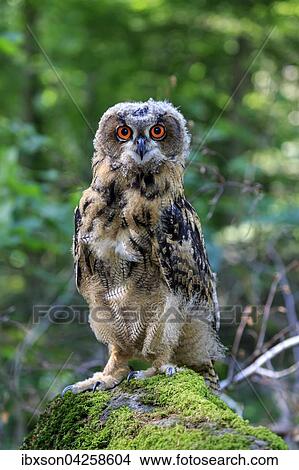 Uhu, (Bubo bubo), adult auf Warte, Kasselburg, Eifel, Deutschland, Europa View Large Photo Image Picture - Uhu, (Bubo bubo), adult auf Warte, Kasselburg, Eifel, Deutschland, Europa. Fotosearch