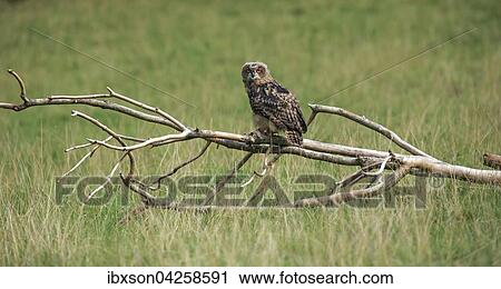 Stock Image - Uhu, (Bubo bubo), adult auf Warte, sitz auf trockenem Geast, Kasselburg, Eifel, Deutschland, Europa. Fotosearch