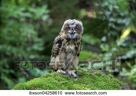 Uhu, (Bubo bubo), adult auf Warte rufend, Kasselburg, Eifel, Deutschland, Europa View Large Photo Image Stock Image - Uhu, (Bubo bubo), adult auf Warte rufend, Kasselburg, Eifel, Deutschland, Europa. Fotosearch