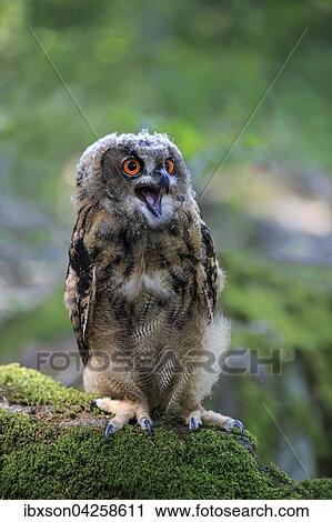 Uhu, (Bubo bubo), adult auf Warte rufend, Kasselburg, Eifel, Deutschland, Europa View Large Photo Image Stock Image - Uhu, (Bubo bubo), adult auf Warte rufend, Kasselburg, Eifel, Deutschland, Europa. Fotosearch