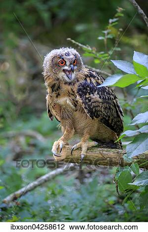 Uhu, (Bubo bubo), adult auf Warte rufend, Kasselburg, Eifel, Deutschland, Europa View Large Photo Image Stock Image - Uhu, (Bubo bubo), adult auf Warte rufend, Kasselburg, Eifel, Deutschland, Europa. Fotosearch