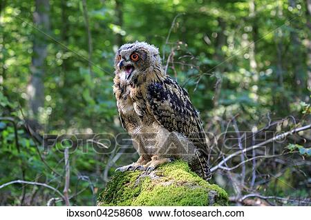 Uhu, (Bubo bubo), adult auf Warte rufend, Kasselburg, Eifel, Deutschland, Europa View Large Photo Image Stock Photo - Uhu, (Bubo bubo), adult auf Warte rufend, Kasselburg, Eifel, Deutschland, Europa. Fotosearch