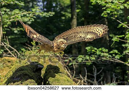 Stock Photo - Uhu, (Bubo bubo), adult auf Warte, auffliegend, Kasselburg, Eifel, Deutschland, Europa. Fotosearch