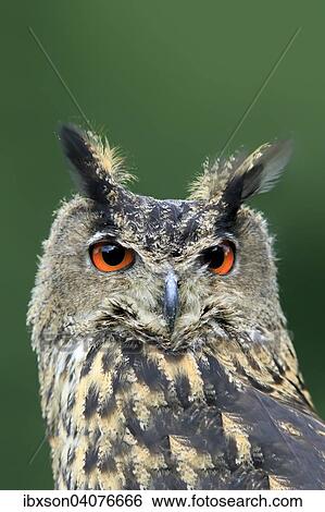 Uhu (Bubo bubo), adult, captive, Eifel, Rheinland-Pfalz, Deutschland, Europa View Large Photo Image Stock Photograph - Uhu (Bubo bubo), adult, captive, Eifel, Rheinland-Pfalz, Deutschland, Europa. Fotosearch