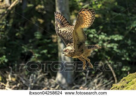 Uhu, (Bubo bubo), adult fliegend, Kasselburg, Eifel, Deutschland, Europa View Large Photo Image Picture - Uhu, (Bubo bubo), adult fliegend, Kasselburg, Eifel, Deutschland, Europa. Fotosearch