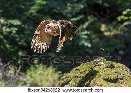 Uhu, (Bubo bubo), adult fliegend, Kasselburg, Eifel, Deutschland, Europa View Large Photo Image Stock Image - Uhu, (Bubo bubo), adult fliegend, Kasselburg, Eifel, Deutschland, Europa. Fotosearch