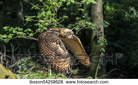 Uhu, (Bubo bubo), adult fliegend, Kasselburg, Eifel, Deutschland, Europa View Large Photo Image Stock Photo - Uhu, (Bubo bubo), adult fliegend, Kasselburg, Eifel, Deutschland, Europa. Fotosearch