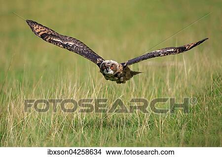 Uhu, (Bubo bubo), adult, fliegt uber Wiese, Kasselburg, Eifel, Deutschland, Europa View Large Photo Image Picture - Uhu, (Bubo bubo), adult, fliegt uber Wiese, Kasselburg, Eifel, Deutschland, Europa. Fotosearch