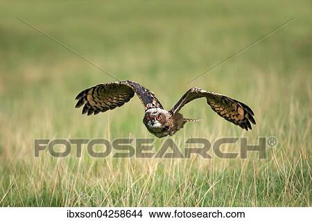 Uhu, (Bubo bubo), adult, fliegt uber Wiese, Pelm, Kasselburg, Eifel, Deutschland, Europa View Large Photo Image Picture - Uhu, (Bubo bubo), adult, fliegt uber Wiese, Pelm, Kasselburg, Eifel, Deutschland, Europa. Fotosearch