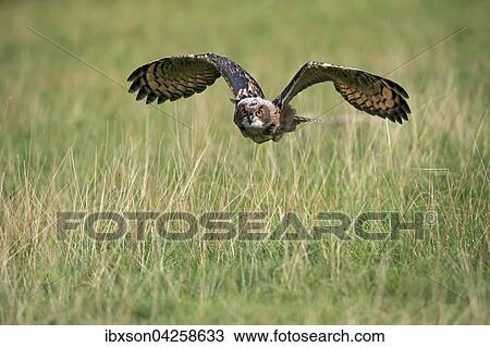 Uhu, (Bubo bubo), adult, fliegt uber Wiese, Kasselburg, Eifel, Deutschland, Europa View Large Photo Image Stock Image - Uhu, (Bubo bubo), adult, fliegt uber Wiese, Kasselburg, Eifel, Deutschland, Europa. Fotosearch
