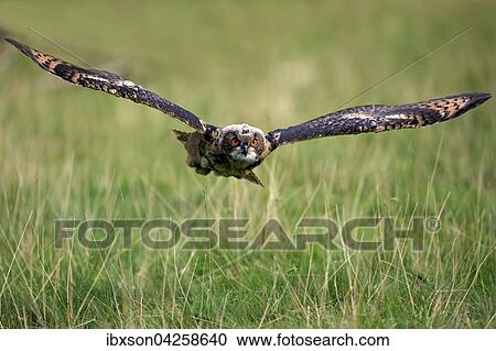 Uhu, (Bubo bubo), adult, fliegt uber Wiese, Kasselburg, Eifel, Deutschland, Europa View Large Photo Image Stock Image - Uhu, (Bubo bubo), adult, fliegt uber Wiese, Kasselburg, Eifel, Deutschland, Europa. Fotosearch