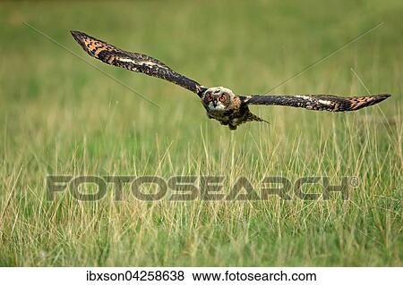 Uhu, (Bubo bubo), adult, fliegt uber Wiese, Kasselburg, Eifel, Deutschland, Europa View Large Photo Image Stock Photo - Uhu, (Bubo bubo), adult, fliegt uber Wiese, Kasselburg, Eifel, Deutschland, Europa. Fotosearch