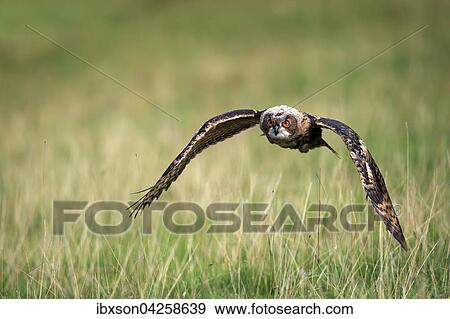 Stock Photo - Uhu, (Bubo bubo), adult, fliegt uber Wiese, Kasselburg, Eifel, Deutschland, Europa. Fotosearch
