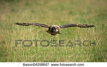Uhu, (Bubo bubo), adult, fliegt uber Wiese, Pelm, Kasselburg, Eifel, Deutschland, Europa View Large Photo Image Stock Photo - Uhu, (Bubo bubo), adult, fliegt uber Wiese, Pelm, Kasselburg, Eifel, Deutschland, Europa. Fotosearch