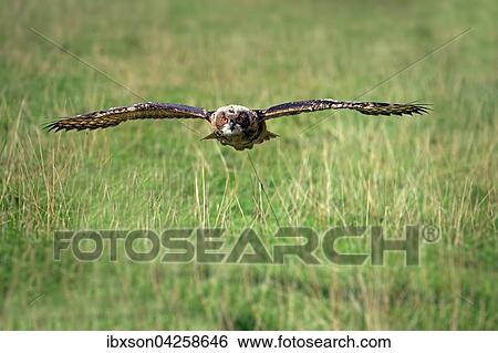Stock Photograph - Uhu, (Bubo bubo), adult, fliegt uber Wiese, Pelm, Kasselburg, Eifel, Deutschland, Europa. Fotosearch