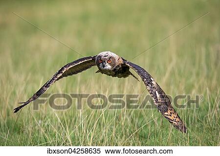 Uhu, (Bubo bubo), adult, fliegt uber Wiese, Kasselburg, Eifel, Deutschland, Europa View Large Photo Image Stock Photography - Uhu, (Bubo bubo), adult, fliegt uber Wiese, Kasselburg, Eifel, Deutschland, Europa. Fotosearch