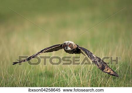 Uhu, (Bubo bubo), adult, fliegt uber Wiese, Pelm, Kasselburg, Eifel, Deutschland, Europa View Large Photo Image Stock Photography - Uhu, (Bubo bubo), adult, fliegt uber Wiese, Pelm, Kasselburg, Eifel, Deutschland, Europa. Fotosearch