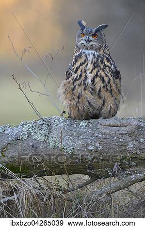 Stock Photo - Uhu (Bubo bubo), adultes Weibchen auf Sitzwarte, Nationalpark Sumava, Bohmerwald, Tschechische Republik. Fotosearch