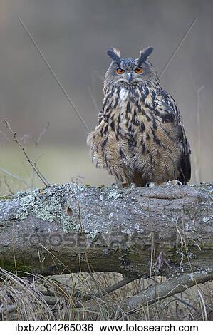Uhu (Bubo bubo), adultes Weibchen auf Sitzwarte, Nationalpark Sumava, Bohmerwald, Tschechische Republik View Large Photo Image Stock Photograph - Uhu (Bubo bubo), adultes Weibchen auf Sitzwarte, Nationalpark Sumava, Bohmerwald, Tschechische Republik. Fotosearch