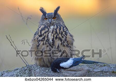 Uhu (Bubo bubo), adultes Weibchen mit Beute, Elster (Pica pica), Nationalpark Sumava, Bohmerwald, Tschechische Republik View Large Photo Image Picture - Uhu (Bubo bubo), adultes Weibchen mit Beute, Elster (Pica pica), Nationalpark Sumava, Bohmerwald, Tschechische Republik. Fotosearch