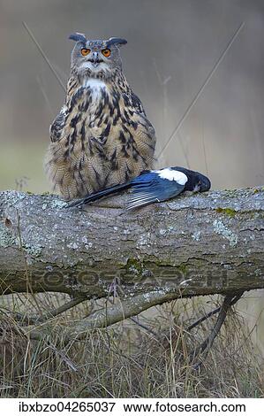 Uhu (Bubo bubo), adultes Weibchen mit Beute, Elster (Pica pica), Nationalpark Sumava, Bohmerwald, Tschechische Republik View Large Photo Image Stock Photo - Uhu (Bubo bubo), adultes Weibchen mit Beute, Elster (Pica pica), Nationalpark Sumava, Bohmerwald, Tschechische Republik. Fotosearch