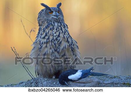 Uhu (Bubo bubo), adultes Weibchen mit Beute, Elster (Pica pica), Nationalpark Sumava, Bohmerwald, Tschechische Republik View Large Photo Image Stock Photograph - Uhu (Bubo bubo), adultes Weibchen mit Beute, Elster (Pica pica), Nationalpark Sumava, Bohmerwald, Tschechische Republik. Fotosearch