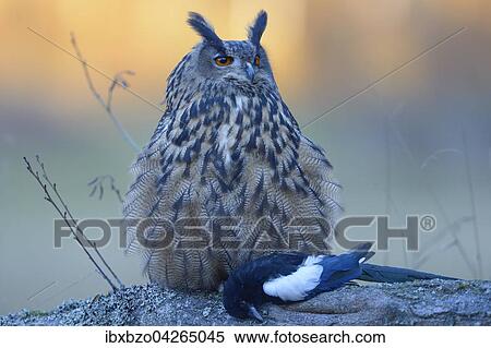 Uhu (Bubo bubo), adultes Weibchen mit Beute, Elster (Pica pica), Nationalpark Sumava, Bohmerwald, Tschechische Republik View Large Photo Image Stock Photography - Uhu (Bubo bubo), adultes Weibchen mit Beute, Elster (Pica pica), Nationalpark Sumava, Bohmerwald, Tschechische Republik. Fotosearch