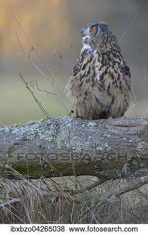 Uhu (Bubo bubo), adultes Weibchen, rufend, Nationalpark Sumava, Bohmerwald, Tschechische Republik View Large Photo Image Stock Photo - Uhu (Bubo bubo), adultes Weibchen, rufend, Nationalpark Sumava, Bohmerwald, Tschechische Republik. Fotosearch