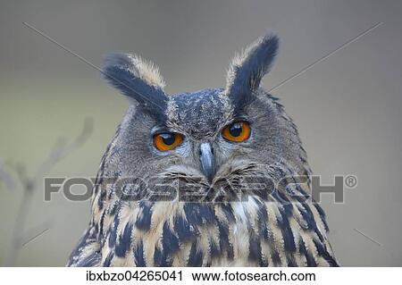 Uhu (Bubo bubo), Portrait, adultes Weibchen, Nationalpark Sumava, Bohmerwald, Tschechische Republik View Large Photo Image Stock Image - Uhu (Bubo bubo), Portrait, adultes Weibchen, Nationalpark Sumava, Bohmerwald, Tschechische Republik. Fotosearch