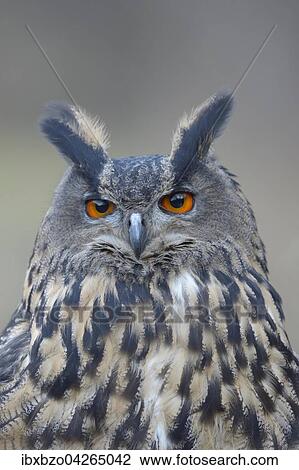 Stock Image - Uhu (Bubo bubo), Portrait, adultes Weibchen, Nationalpark Sumava, Bohmerwald, Tschechische Republik. Fotosearch