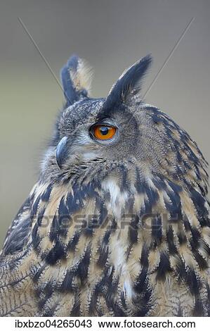 Uhu (Bubo bubo), Portrait, adultes Weibchen, Nationalpark Sumava, Bohmerwald, Tschechische Republik View Large Photo Image Stock Image - Uhu (Bubo bubo), Portrait, adultes Weibchen, Nationalpark Sumava, Bohmerwald, Tschechische Republik. Fotosearch