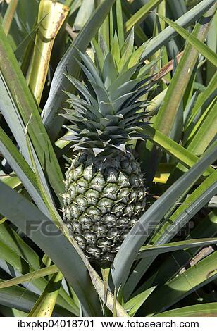 Unreife Ananas auf einer Plantage, Hua Hin, Thailand, Asien View Large Photo Image Stock Image - Unreife Ananas auf einer Plantage, Hua Hin, Thailand, Asien. Fotosearch