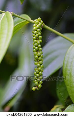 Stock Image - Unreife Rispe, Pfefferstrauch oder Schwarzer Pfeffer (Piper nigrum), Insel Mahe, Seychellen, Afrika. Fotosearch