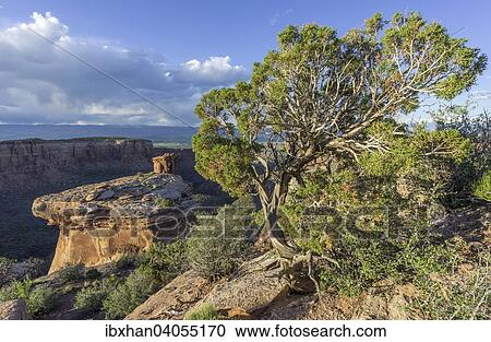 Utah-Wacholder (Juniperus osteosperma) im Abendlicht, beim Monument Canyon, Colorado National Monument, Grand Junction, Colorado, USA, Nordamerika View Large Photo Image Stock Image - Utah-Wacholder (Juniperus osteosperma) im Abendlicht, beim Monument Canyon, Colorado National Monument, Grand Junction, Colorado, USA, Nordamerika. Fotosearch
