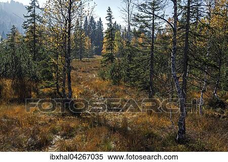 Vegetation im Kematsrieder Moor oder Moos, Herbststimmung, Oberjoch, Allgau, Bayern, Deutschland, Europa View Large Photo Image Stock Photography - Vegetation im Kematsrieder Moor oder Moos, Herbststimmung, Oberjoch, Allgau, Bayern, Deutschland, Europa. Fotosearch