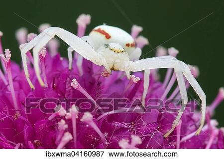 Veranderliche Krabbenspinne (Misumena vatia) auf Skabiose (Scabiosa japonica 'Pink Diamonds'), Hessen, Deutschland, Europa View Large Photo Image Stock Photo - Veranderliche Krabbenspinne (Misumena vatia) auf Skabiose (Scabiosa japonica 'Pink Diamonds'), Hessen, Deutschland, Europa. Fotosearch
