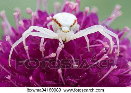 Veranderliche Krabbenspinne (Misumena vatia) auf Skabiose (Scabiosa japonica 'Pink Diamonds'), Hessen, Deutschland, Europa View Large Photo Image Stock Photo - Veranderliche Krabbenspinne (Misumena vatia) auf Skabiose (Scabiosa japonica 'Pink Diamonds'), Hessen, Deutschland, Europa. Fotosearch