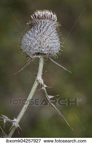 Verbluhte Wollkopfige Kratzdistel (Cirsium eriophorum), Virgental, Osttirol, Osterreich, Europa View Large Photo Image Stock Photo - Verbluhte Wollkopfige Kratzdistel (Cirsium eriophorum), Virgental, Osttirol, Osterreich, Europa. Fotosearch