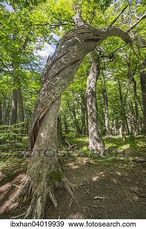 Stock Photo - Verdrehter Baumstamm im Valle Ascencio, Torres del Paine Nationalpark, Region de Magallanes y de la Antartica Chilena, Chile, Sudamerika. Fotosearch