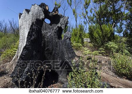 Stock Photo - Verkohlter Baumstamm in gruner Vegetation, Spuren des Waldbrandes von 2012, unterhalb des Garajonay, La Gomera, Kanarische Inseln, Spanien, Europa. Fotosearch
