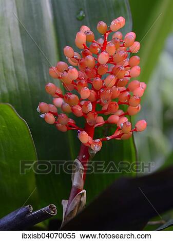 Verschiedenfarbige Lanzenrosette (Aechmea miniata), Sudamerika View Large Photo Image Stock Photography - Verschiedenfarbige Lanzenrosette (Aechmea miniata), Sudamerika. Fotosearch