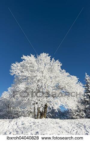 Stock Photo - Verschneiter Baum, Gaisberg, Salzburg, Osterreich, Europa. Fotosearch