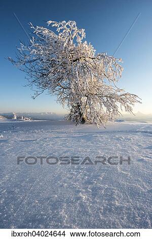 Picture - Verschneiter Baum im Abendlicht, Winterlandschaft am Gaisberg, Salzburg, Osterreich, Europa. Fotosearch