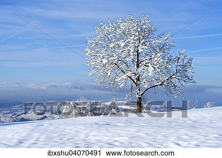 Verschneiter Baum, Zugerberg, Kanton Zug, Schweiz, Europa View Large Photo Image Stock Image - Verschneiter Baum, Zugerberg, Kanton Zug, Schweiz, Europa. Fotosearch
