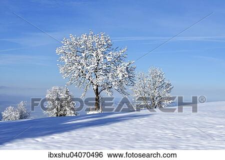 Stock Photograph - Verschneiter Baum, Zugerberg, Kanton Zug, Schweiz, Europa. Fotosearch
